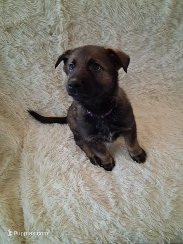 Purple Collar – German Shepherd Dog puppy for sale in Salem, IN