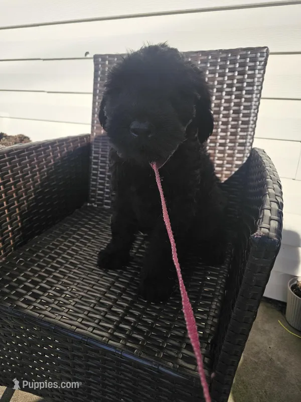 Green collar – Giant Schnauzer puppy for sale in Salem, IN
