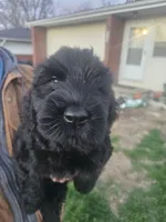 Green collar, a female Giant Schnauzer for sale in Salem, IN – Photo 2 of 3
