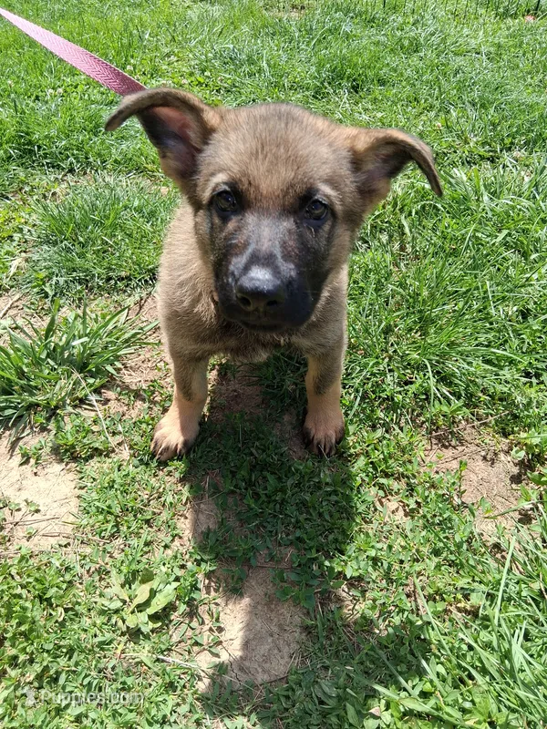 Orange Collar – German Shepherd Dog puppy for sale in Salem, IN