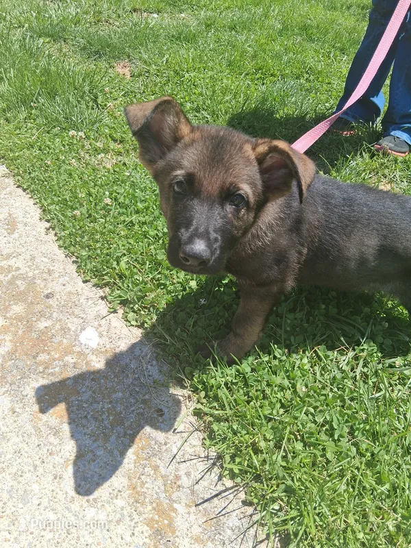 Purple Collar – German Shepherd Dog puppy for sale in Salem, IN