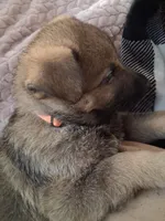 Orange Collar, a female German Shepherd Dog for sale in Salem, IN – Photo 2 of 2