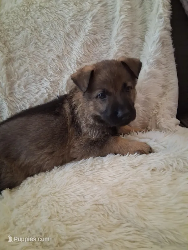 Orange Collar – German Shepherd Dog puppy for sale in Salem, IN