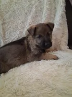 Orange Collar, a female German Shepherd Dog for sale in Salem, IN – Photo 1 of 2
