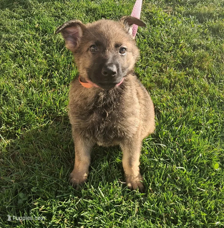 Orange Collar – German Shepherd Dog puppy for sale in Salem, IN
