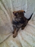 Blue Collar, a male German Shepherd Dog for sale in Salem, IN – Photo 1 of 2