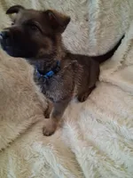 Blue Collar, a male German Shepherd Dog for sale in Salem, IN – Photo 2 of 2