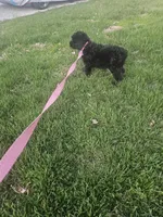 Pink Collar, a female Giant Schnauzer for sale in Salem, IN – Photo 2 of 4