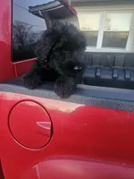 Pink Collar, a female Giant Schnauzer for sale in Salem, IN – Photo 1 of 4