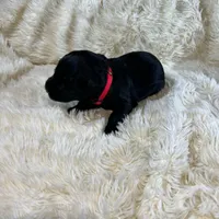 Pink Collar, a female Giant Schnauzer for sale in Salem, IN – Photo 4 of 4