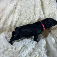 Pink Collar, a female Giant Schnauzer for sale in Salem, IN – Photo 3 of 4