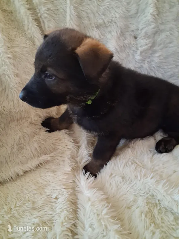 Green Collar, a male German Shepherd Dog for sale in Salem, IN – Photo 1 of 2