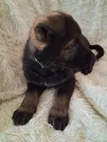 Green Collar, a male German Shepherd Dog for sale in Salem, IN – Photo 2 of 2