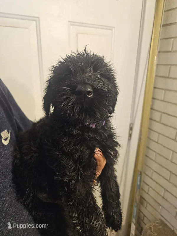 Purple Collar – Giant Schnauzer puppy for sale in Salem, IN