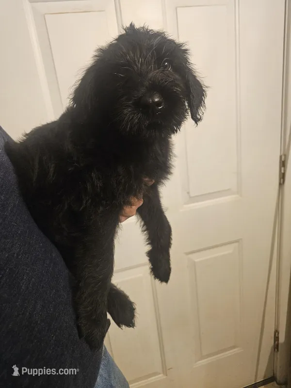 Yellow Collar – Giant Schnauzer puppy for sale in Salem, IN