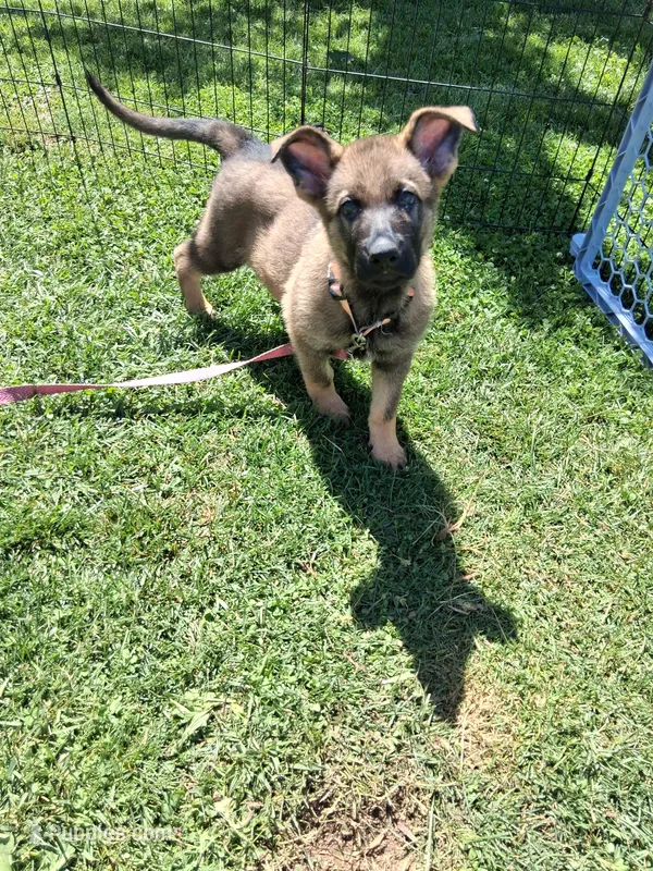Orange Collar – German Shepherd Dog puppy for sale in Salem, IN