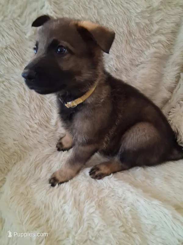 Yellow Collar – German Shepherd Dog puppy for sale in Salem, IN