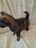 White Collar, a female German Shepherd Dog for sale in Salem, IN – Photo 2 of 2