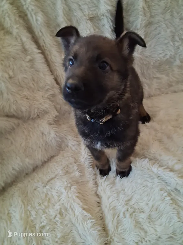 White Collar – German Shepherd Dog puppy for sale in Salem, IN