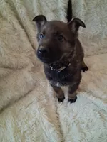 White Collar, a female German Shepherd Dog for sale in Salem, IN – Photo 1 of 2