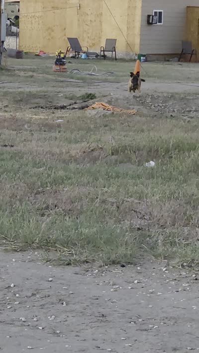 Tiny, a female Belgian Malinois for sale in Bar Nunn, WY – 6 of 6