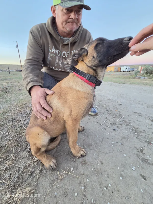 Tiny – Belgian Malinois puppy for sale in Bar Nunn, WY