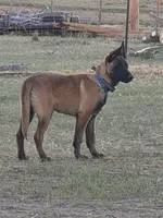 Shadow, a female Belgian Malinois for sale in Bar Nunn, WY – 2 of 6