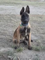 Shadow, a female Belgian Malinois for sale in Bar Nunn, WY – 6 of 6