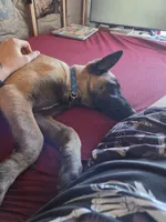 Shadow, a female Belgian Malinois for sale in Bar Nunn, WY – 3 of 6