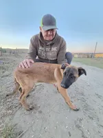 Tiny, a female Belgian Malinois for sale in Bar Nunn, WY – 5 of 6