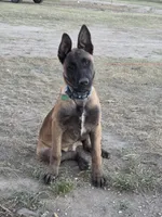 Shadow, a female Belgian Malinois for sale in Bar Nunn, WY – 4 of 6