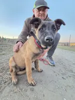 Tiny, a female Belgian Malinois for sale in Bar Nunn, WY – 4 of 6