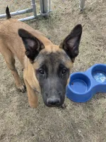 Tiny, a female Belgian Malinois for sale in Bar Nunn, WY – 3 of 6