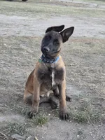 Shadow, a female Belgian Malinois for sale in Bar Nunn, WY – 5 of 6