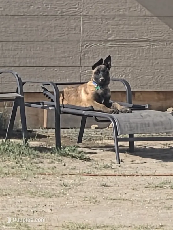 Shadow – Belgian Malinois puppy for sale in Bar Nunn, WY