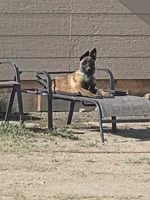 Shadow, a female Belgian Malinois for sale in Bar Nunn, WY – 1 of 6