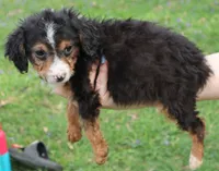 Joey, a male Miniature Aussiedoodle for sale in Louisville, KY – Photo 2 of 5