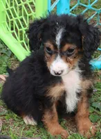 Joey, a male Miniature Aussiedoodle for sale in Louisville, KY – Photo 1 of 5