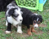 Joey, a male Miniature Aussiedoodle for sale in Louisville, KY – Photo 4 of 5