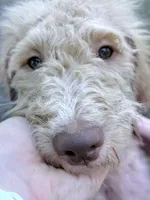 processed/63f31034-95a7-49aa-908e-6b2ce0b370e0/listing/6b509fd6-28e0-43ec-b61a-c801f6f7a070/64855b7e-903e-42bd-9c73-018ddc1888f3