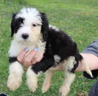 Oreo, a male Miniature Aussiedoodle for sale in Louisville, KY – Photo 6 of 7