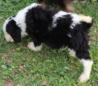 Oreo, a male Miniature Aussiedoodle for sale in Louisville, KY – Photo 4 of 7