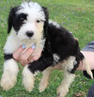 Oreo, a male Miniature Aussiedoodle for sale in Louisville, KY – Photo 3 of 7