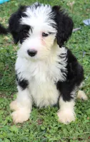 Oreo, a male Miniature Aussiedoodle for sale in Louisville, KY – Photo 1 of 7