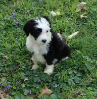 Oreo, a male Miniature Aussiedoodle for sale in Louisville, KY – Photo 5 of 7