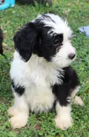 Oreo, a male Miniature Aussiedoodle for sale in Louisville, KY – Photo 2 of 7