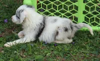 Eddie, a male Miniature Aussiedoodle for sale in Louisville, KY – Photo 2 of 6