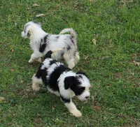 Eddie, a male Miniature Aussiedoodle for sale in Louisville, KY – Photo 6 of 6