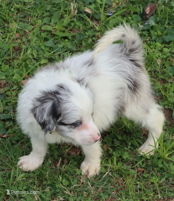 Eddie – Miniature Aussiedoodle puppy for sale in Louisville, KY