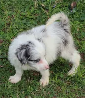 Eddie, a male Miniature Aussiedoodle for sale in Louisville, KY – Photo 1 of 6